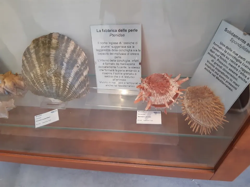 Museo Civico del Mare e della Costa “Marcello Zei”