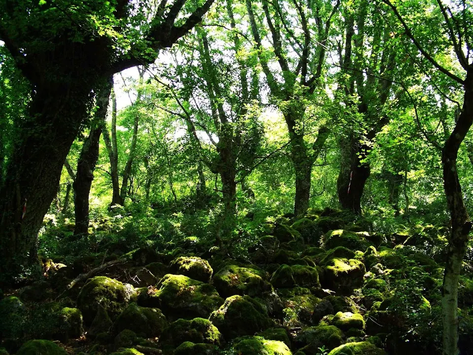 Riserva Naturale Regionale Selva del Lamone