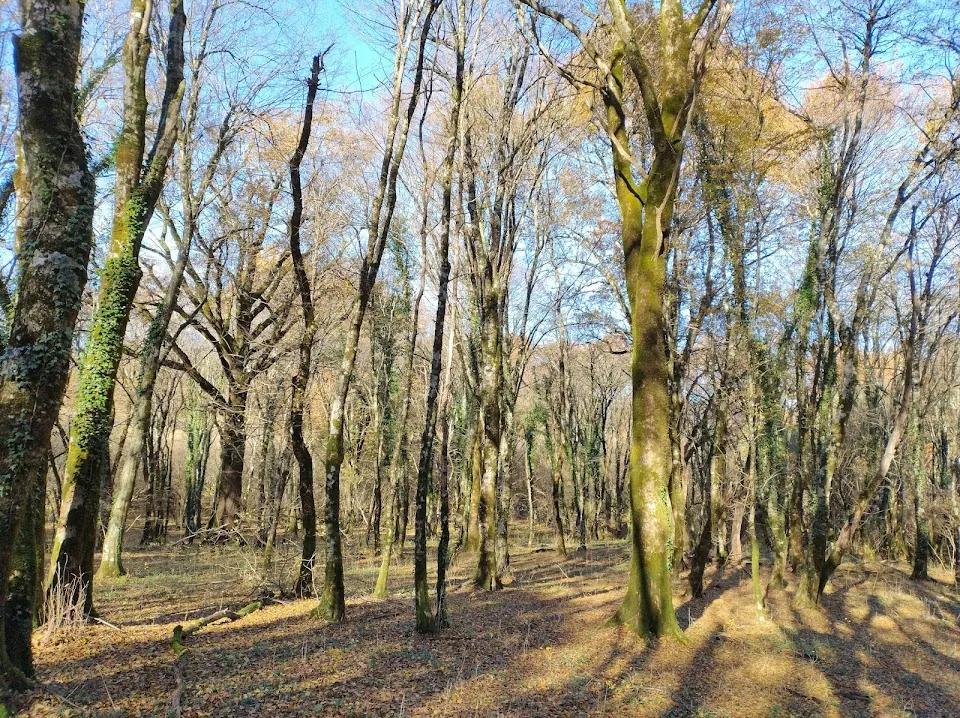 Il Bosco del Cerquone