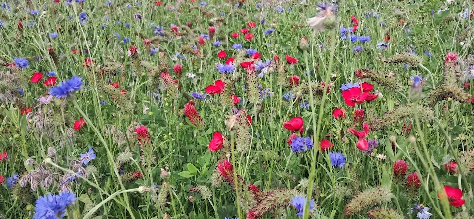 Parco Europa