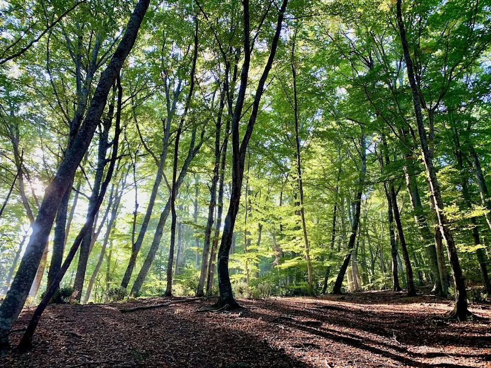 Faggeta del Monte Venere