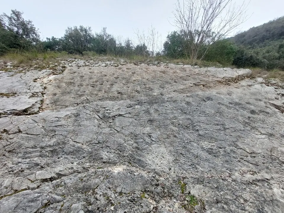 Dinosaur Footprints