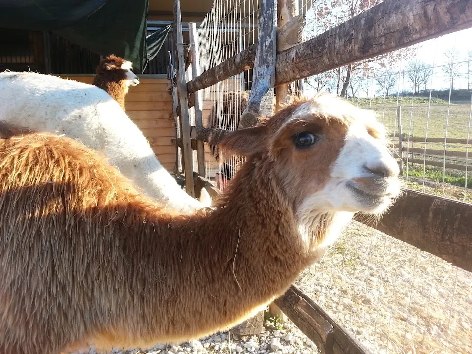 Alpaca Ranch Sabina